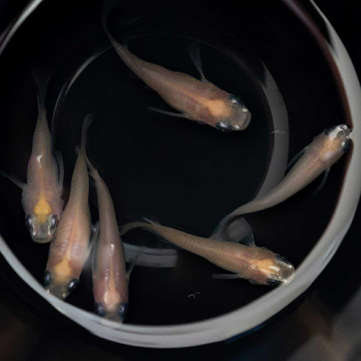 メダカ | メダカ 出目パンダ ダルマ 成魚ペア - アクアリウム用観賞魚