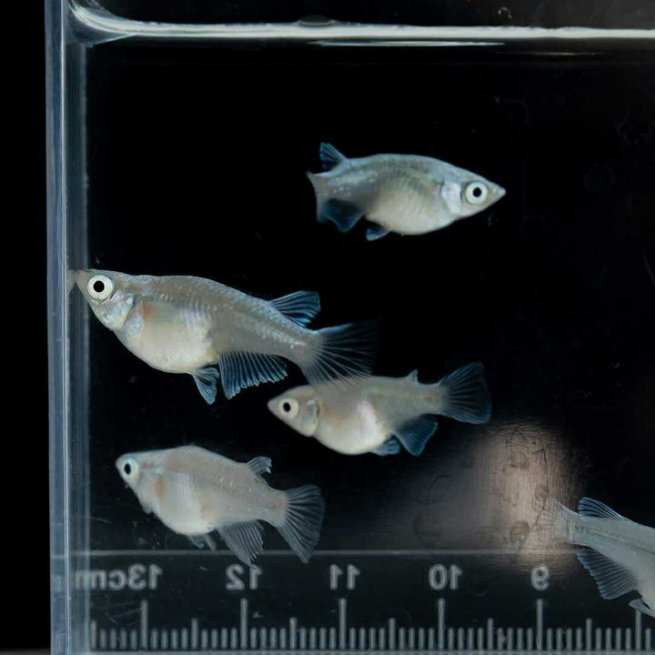 メダカ | 幹之ダルマメダカ成魚ペア - 種親クラスの美しい観賞用