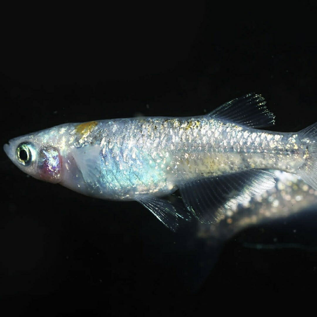 メダカ | メダカ稚魚セット 10+5個 アクアリウム用