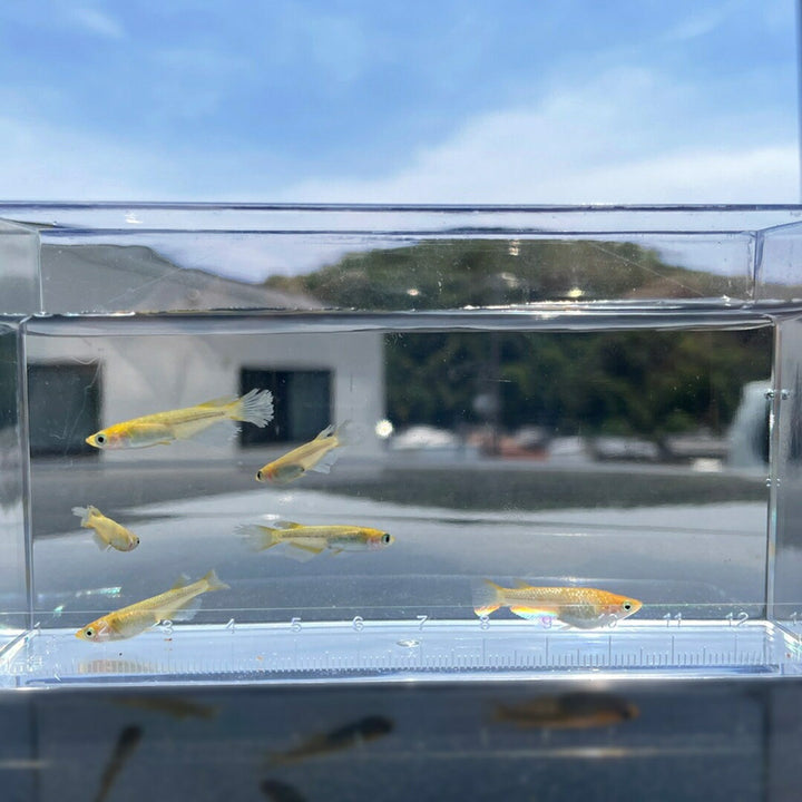 メダカ | レクリスメダカ成魚ペアセット - 産卵サイズ2ペア+保証付き