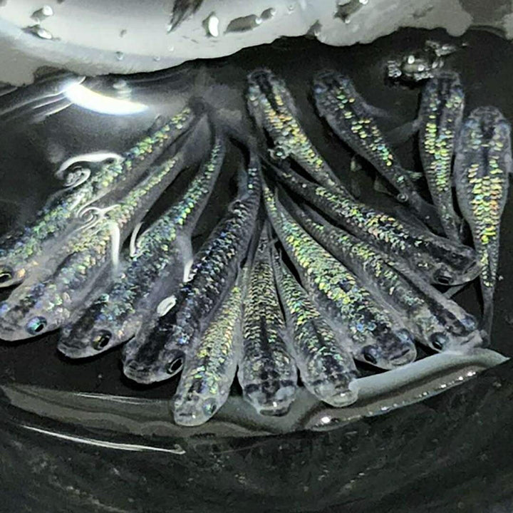 メダカ | サファイアメダカ成魚4ペアセット【背びれあり・黒ラメ】