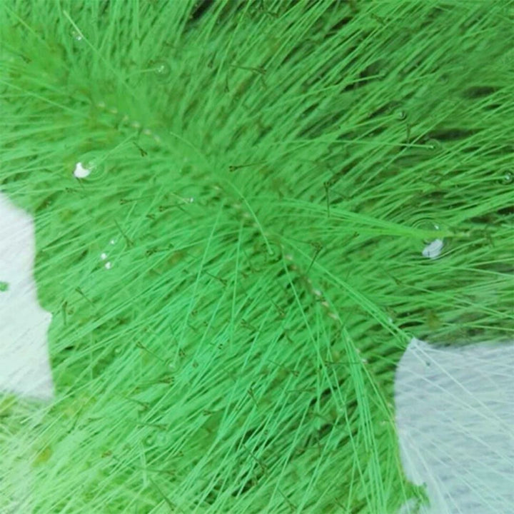 ペットグッズ | 錦鯉・コイ用産卵床：繁殖＆観察ブラシ