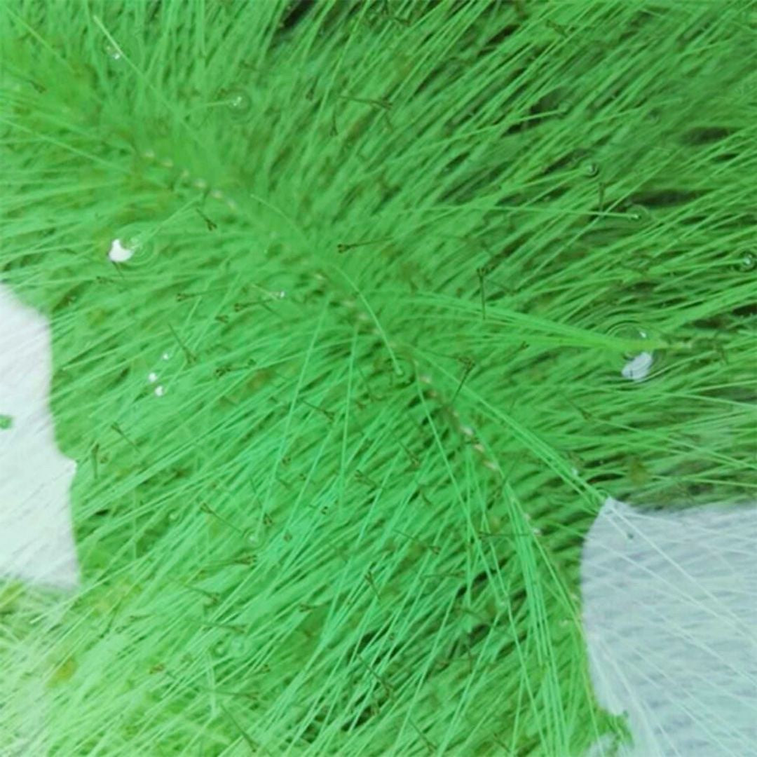 ペットグッズ | 錦鯉・コイ用産卵床セット 10個入り - 水槽・養殖対応