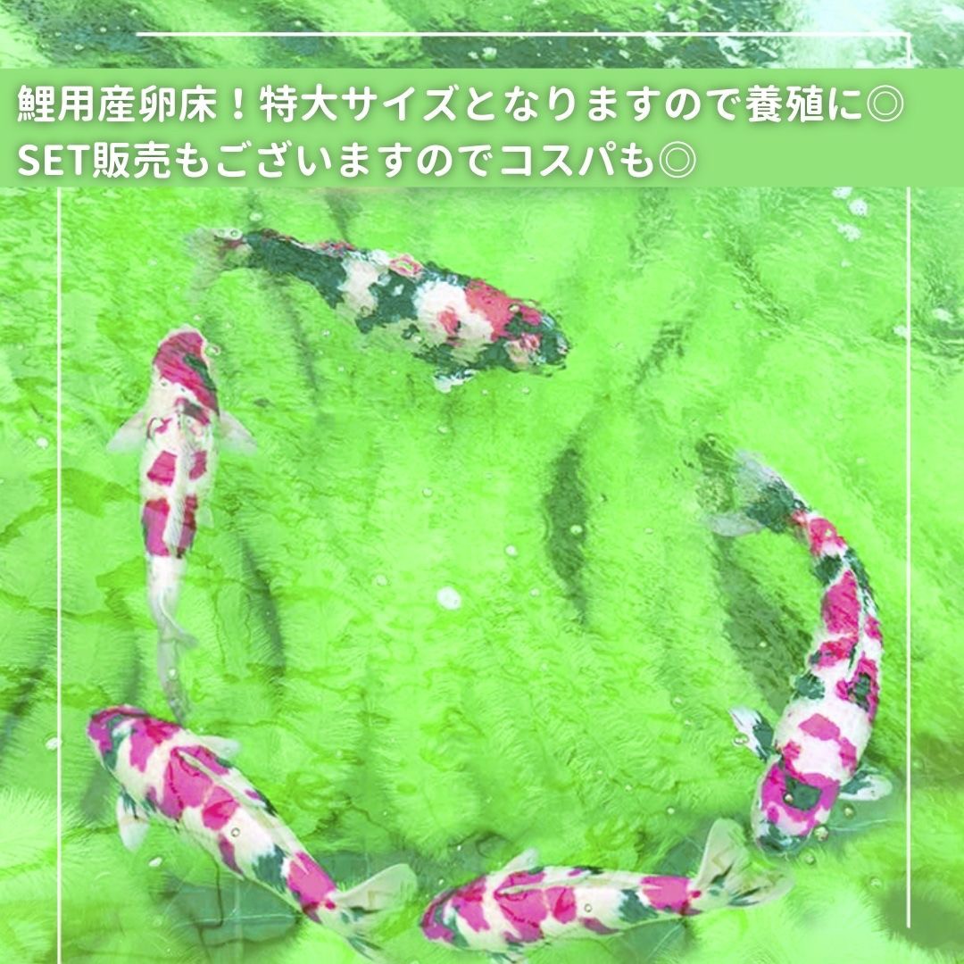 ペットグッズ | 錦鯉・コイ用産卵床：繁殖＆観察ブラシ