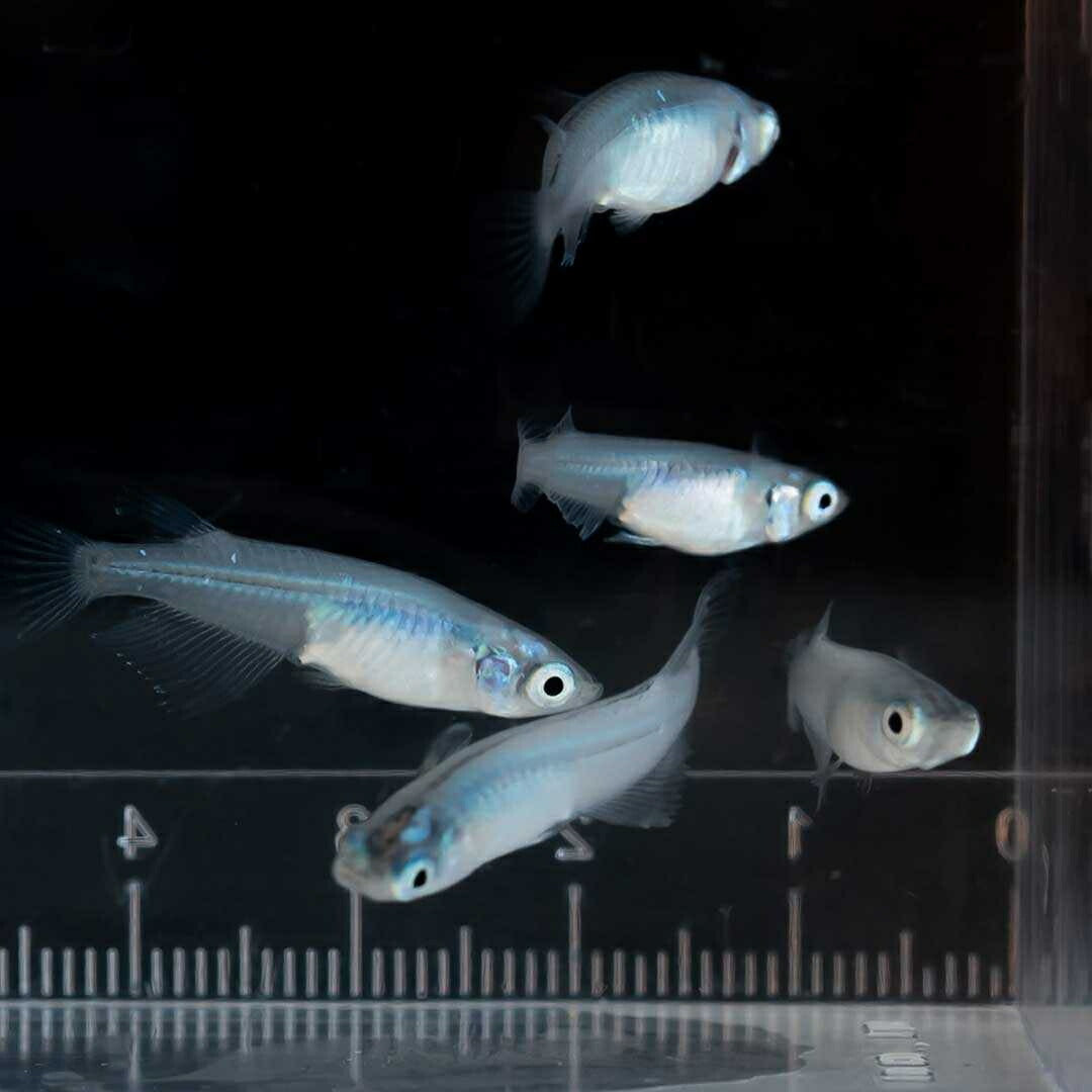メダカ | マリンブルーメダカ 成魚ペアセット + 保証付き