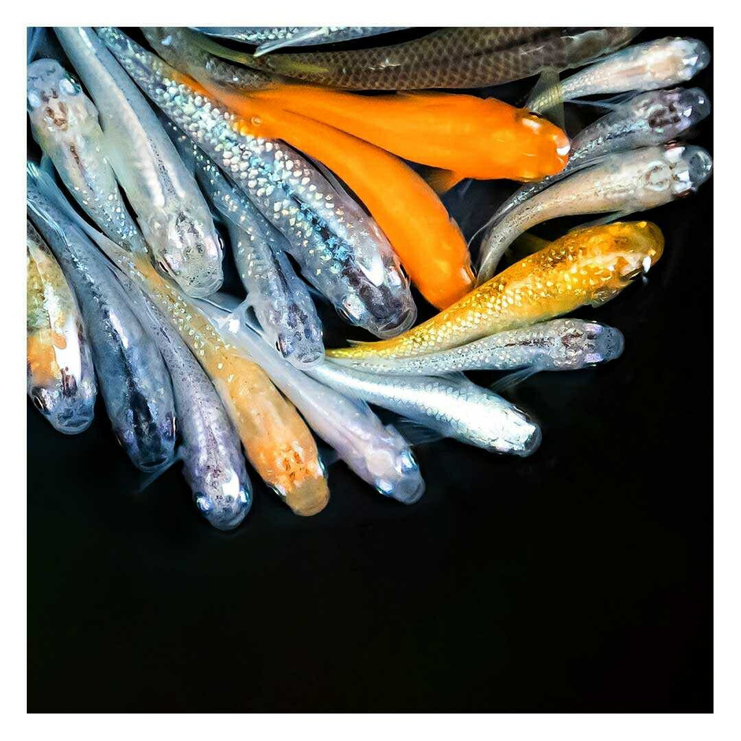 メダカ | メダカ稚魚ミックスセット10個+おまけ5個 - アクアリウム用厳選種