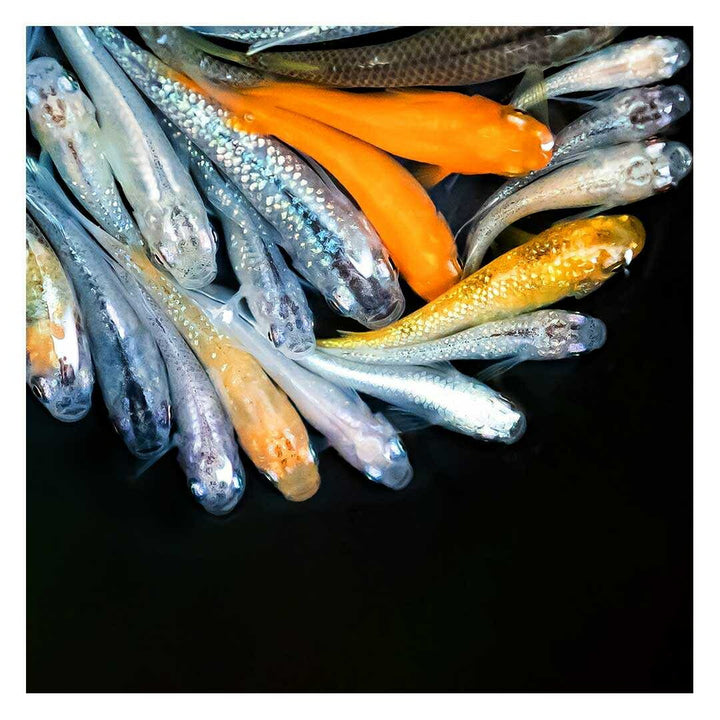メダカ | メダカ稚魚ミックスセット10個+おまけ5個 - アクアリウム用厳選種