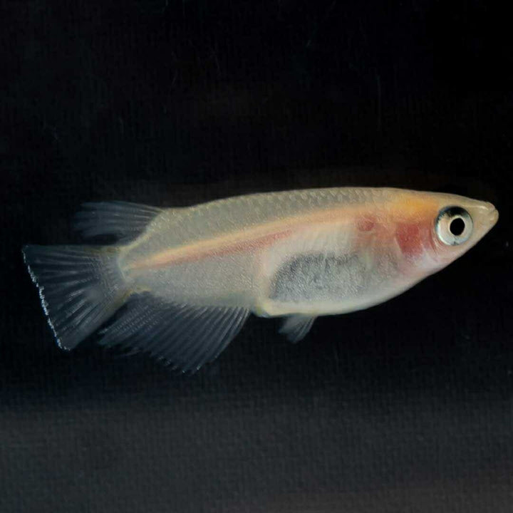 メダカ | メダカ 出目パンダ ダルマ 成魚ペア - アクアリウム用観賞魚