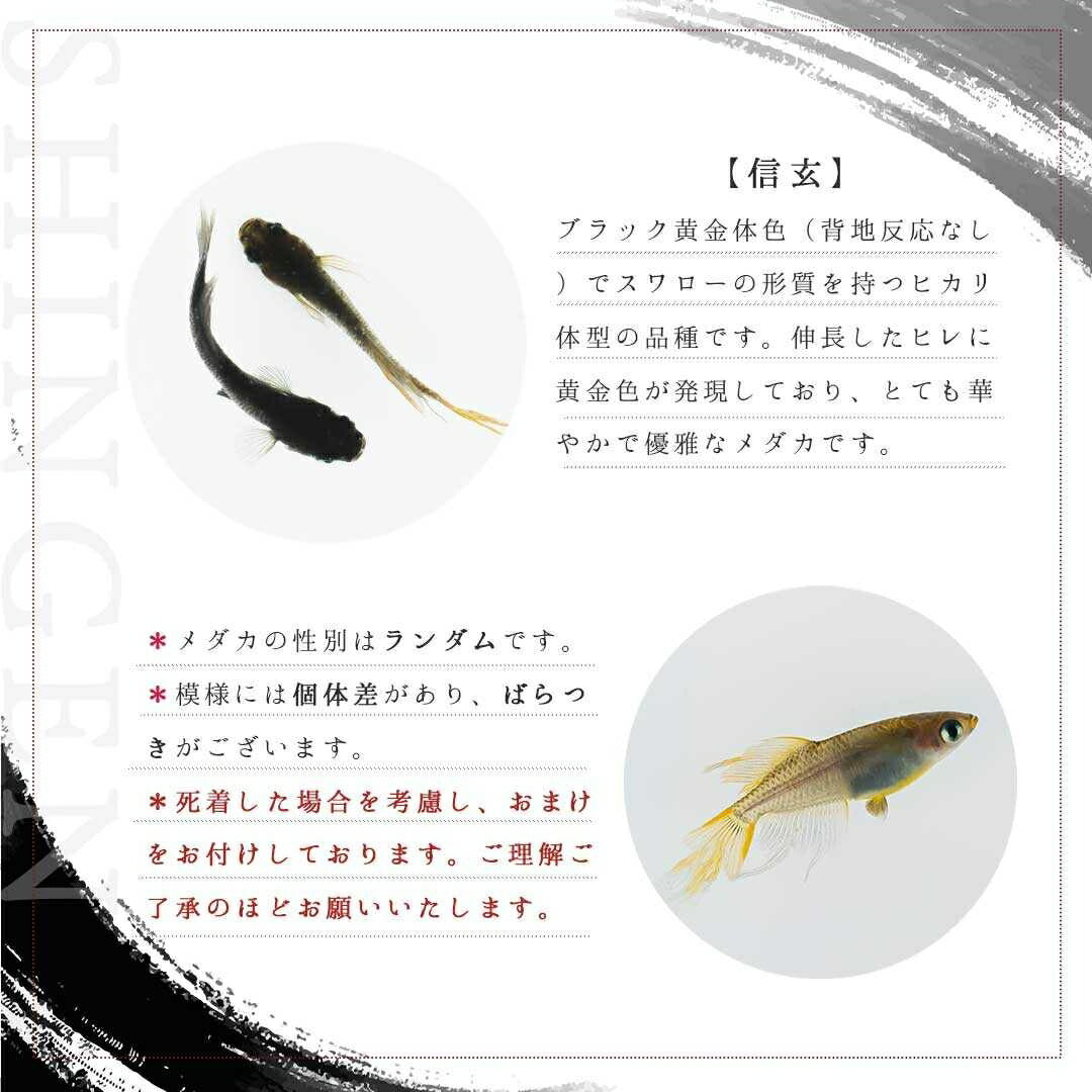 メダカ | ブラックスワローヒカリメダカ 卵 15個セット（おまけ付き）- アクアリウム用安心飼育キット