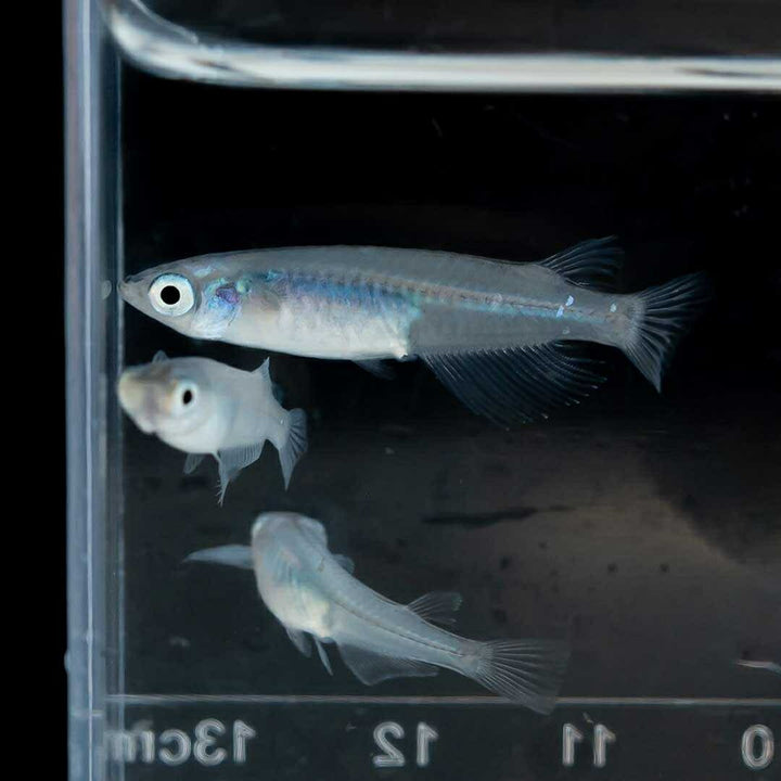メダカ | マリンブルーメダカ 成魚ペアセット + 保証付き