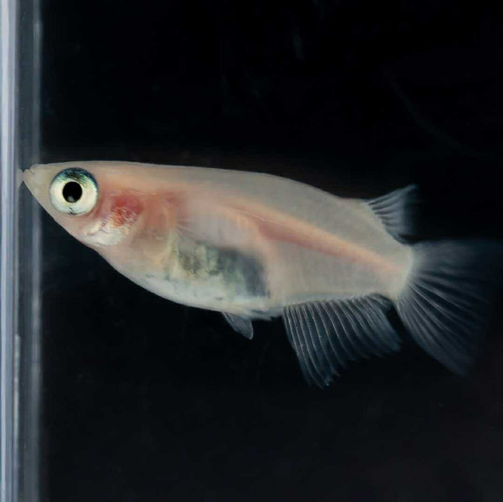メダカ | メダカ 出目パンダ ダルマ 成魚ペア - アクアリウム用観賞魚
