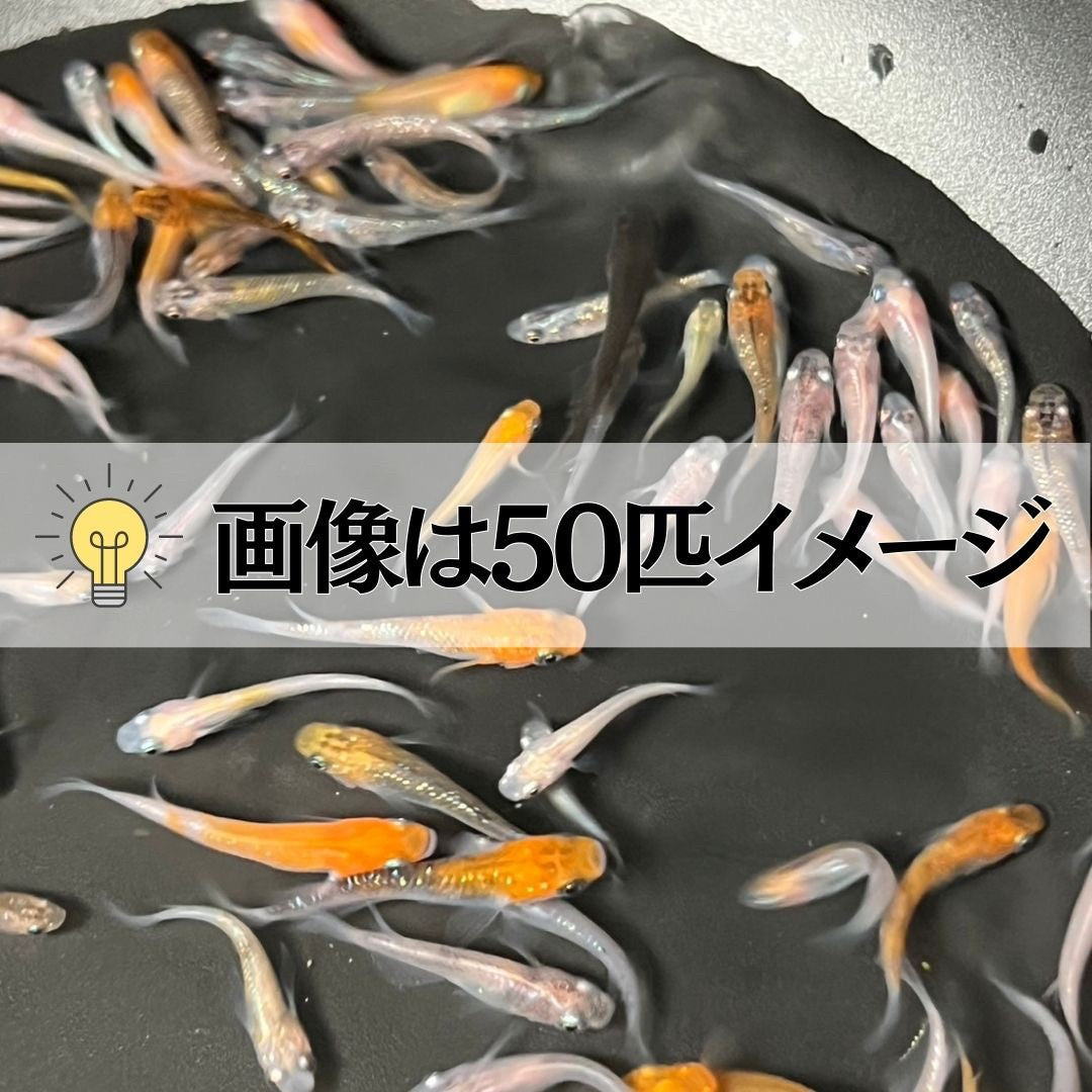 メダカ | メダカ ランダムMIX 100匹+20匹保証 アクアリウム用