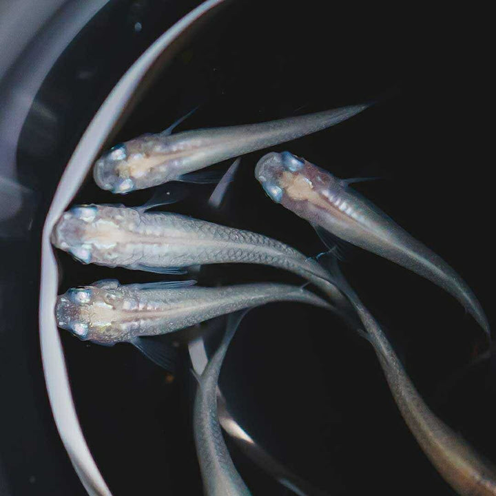 メダカ | ピュアホワイトメダカ 成魚20匹セット アクアリウム用