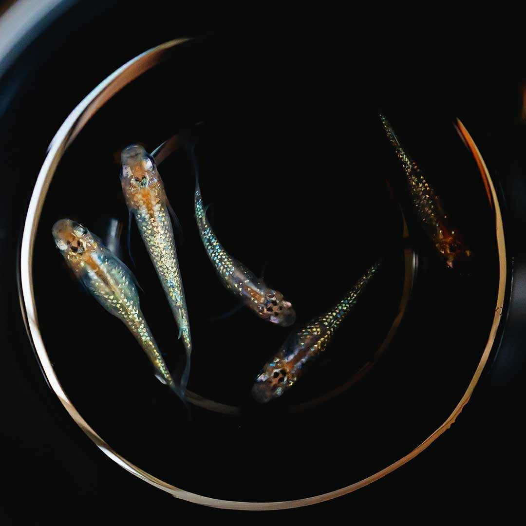 メダカ | 忘却の翼ラメメダカ 成魚ペアセット + 保証付き