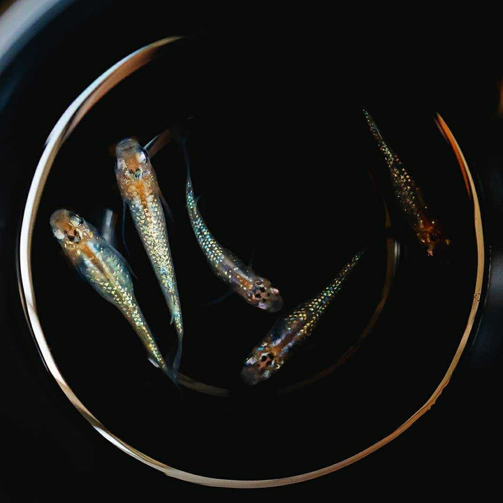 メダカ | 忘却の翼ラメメダカ 成魚ペアセット + 保証付き