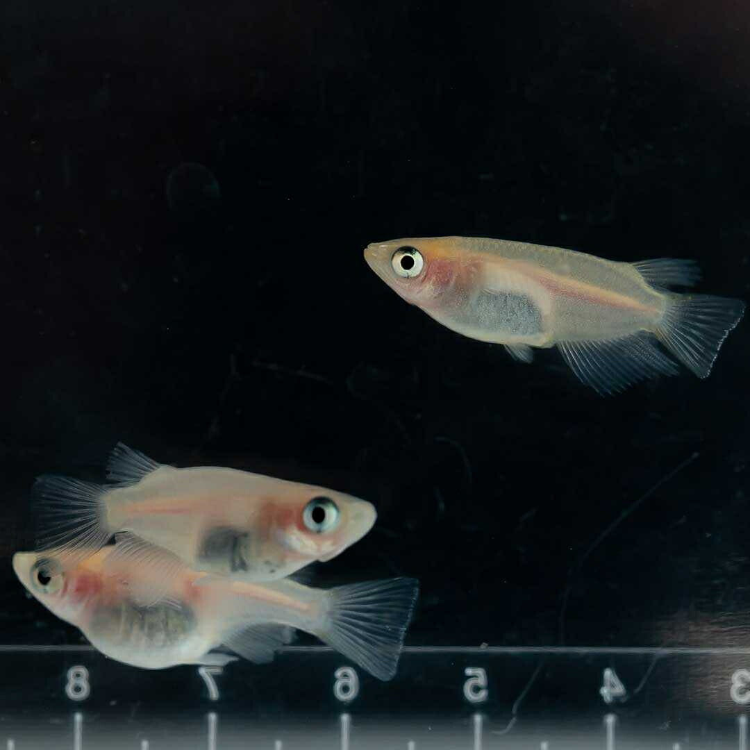 メダカ | メダカ 出目パンダ ダルマ 成魚ペア - アクアリウム用観賞魚