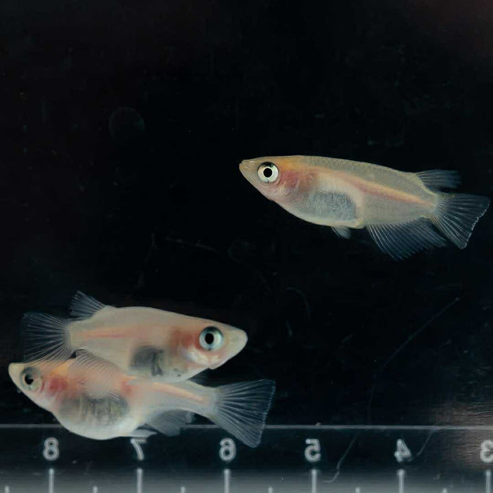 メダカ | メダカ 出目パンダ ダルマ 成魚ペア - アクアリウム用観賞魚