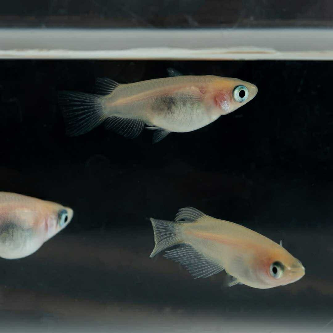 メダカ | メダカ 出目パンダ ダルマ 成魚ペア - アクアリウム用観賞魚