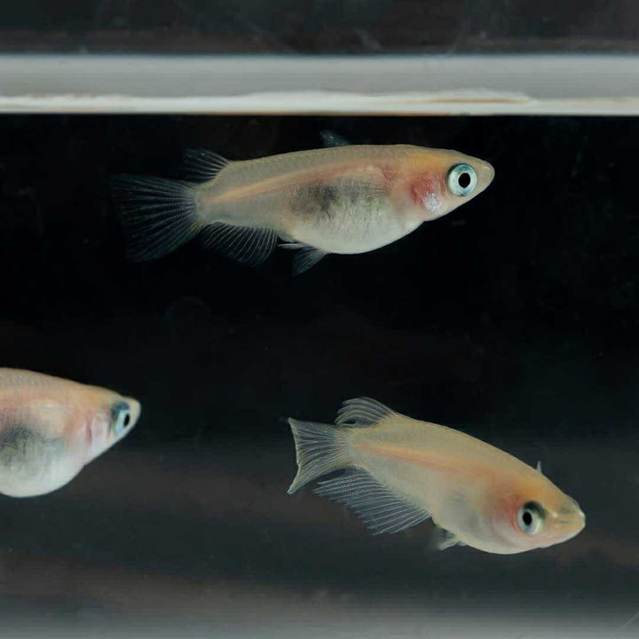 メダカ | メダカ 出目パンダ ダルマ 成魚ペア - アクアリウム用観賞魚