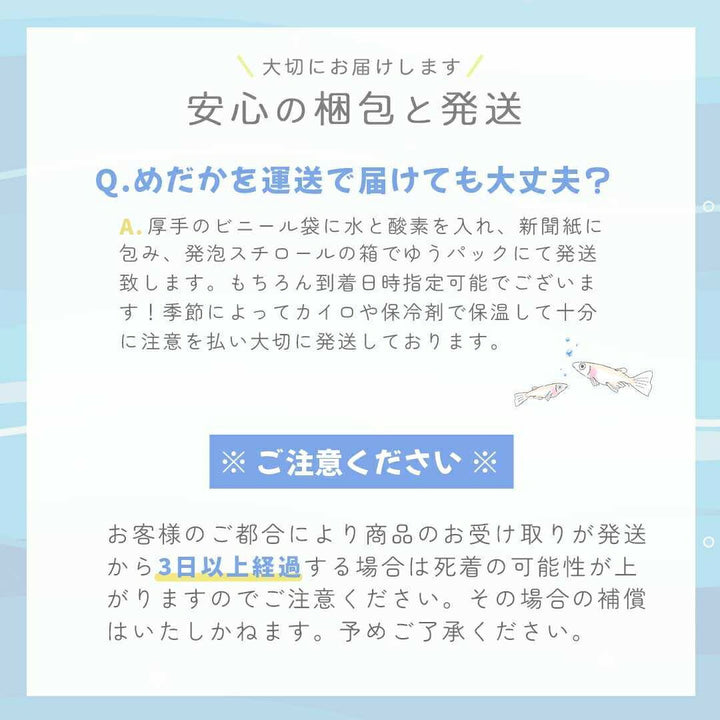 メダカ | ピュアホワイトメダカ 成魚10匹セット アクアリウム用