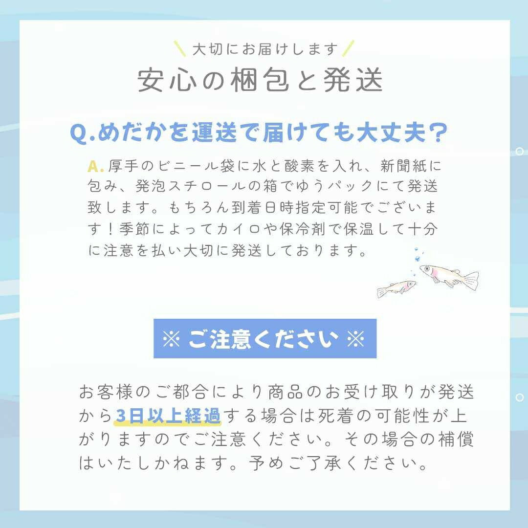 メダカ | ピュアホワイトメダカ 成魚20匹セット アクアリウム用