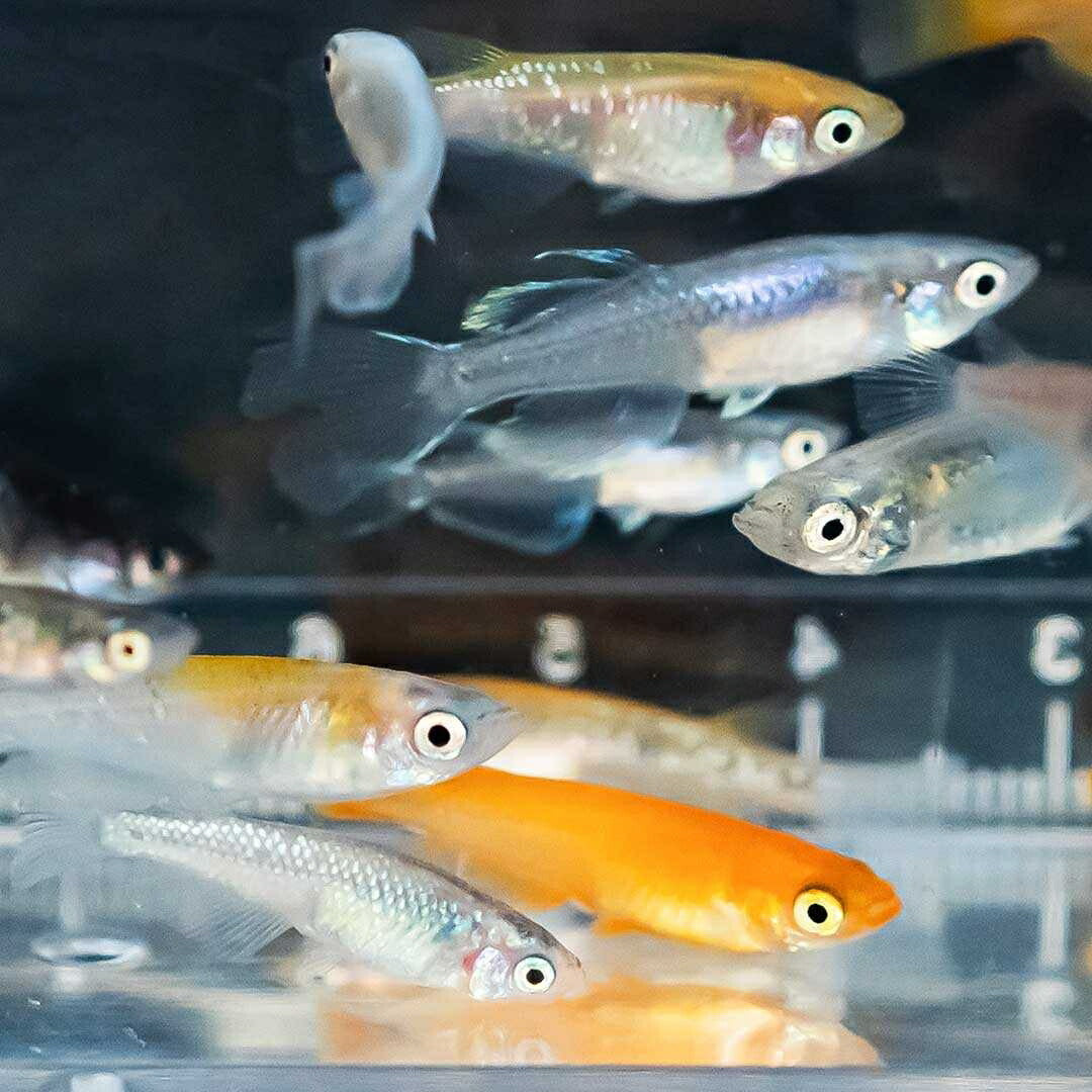 メダカ | メダカ卵ミックスセット50個+おまけ付き - アクアリウム用安心飼育キット