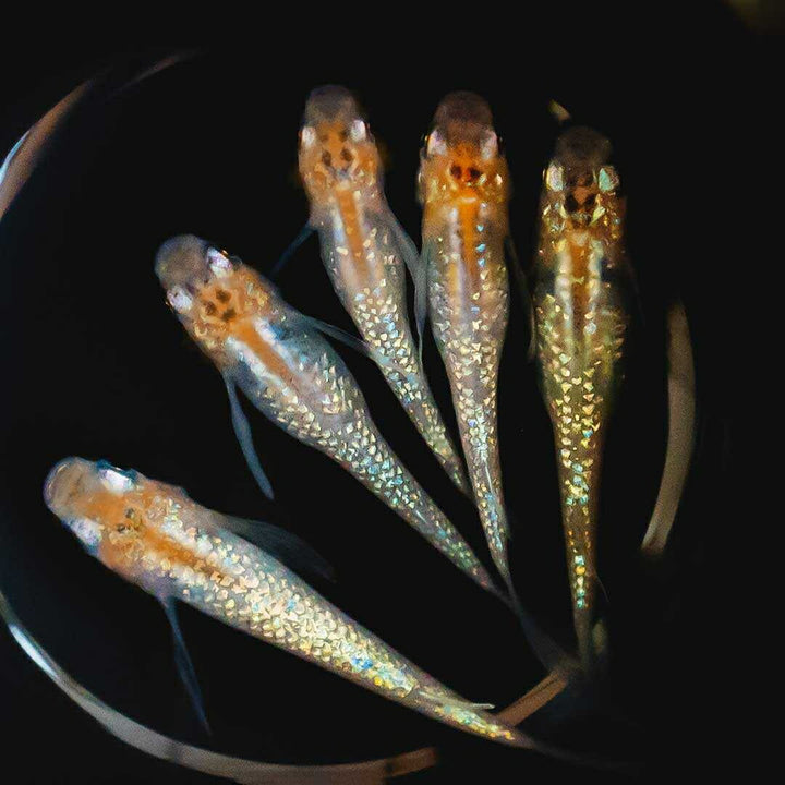 メダカ | 忘却の翼ラメメダカ 成魚ペアセット + 保証付き