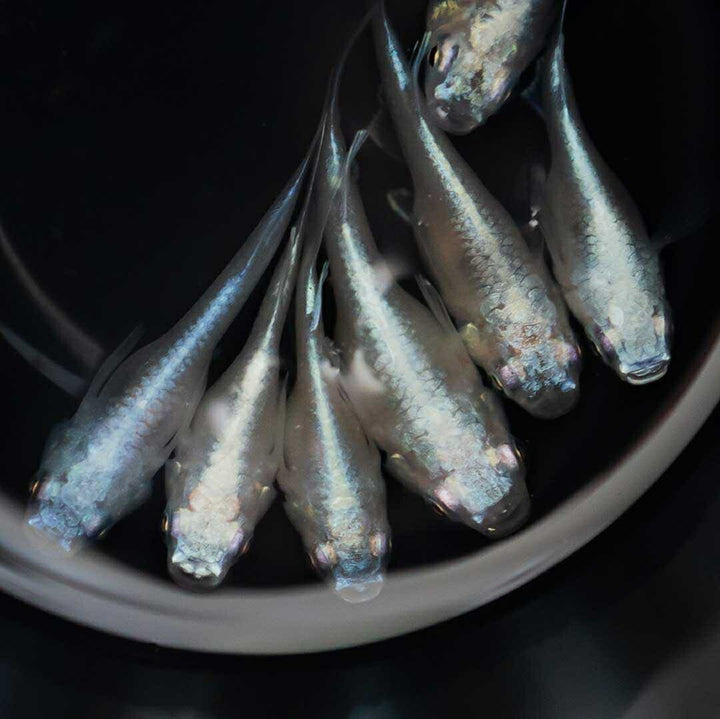 メダカ | 幹之ダルマメダカ成魚ペア - 種親クラスの美しい観賞用