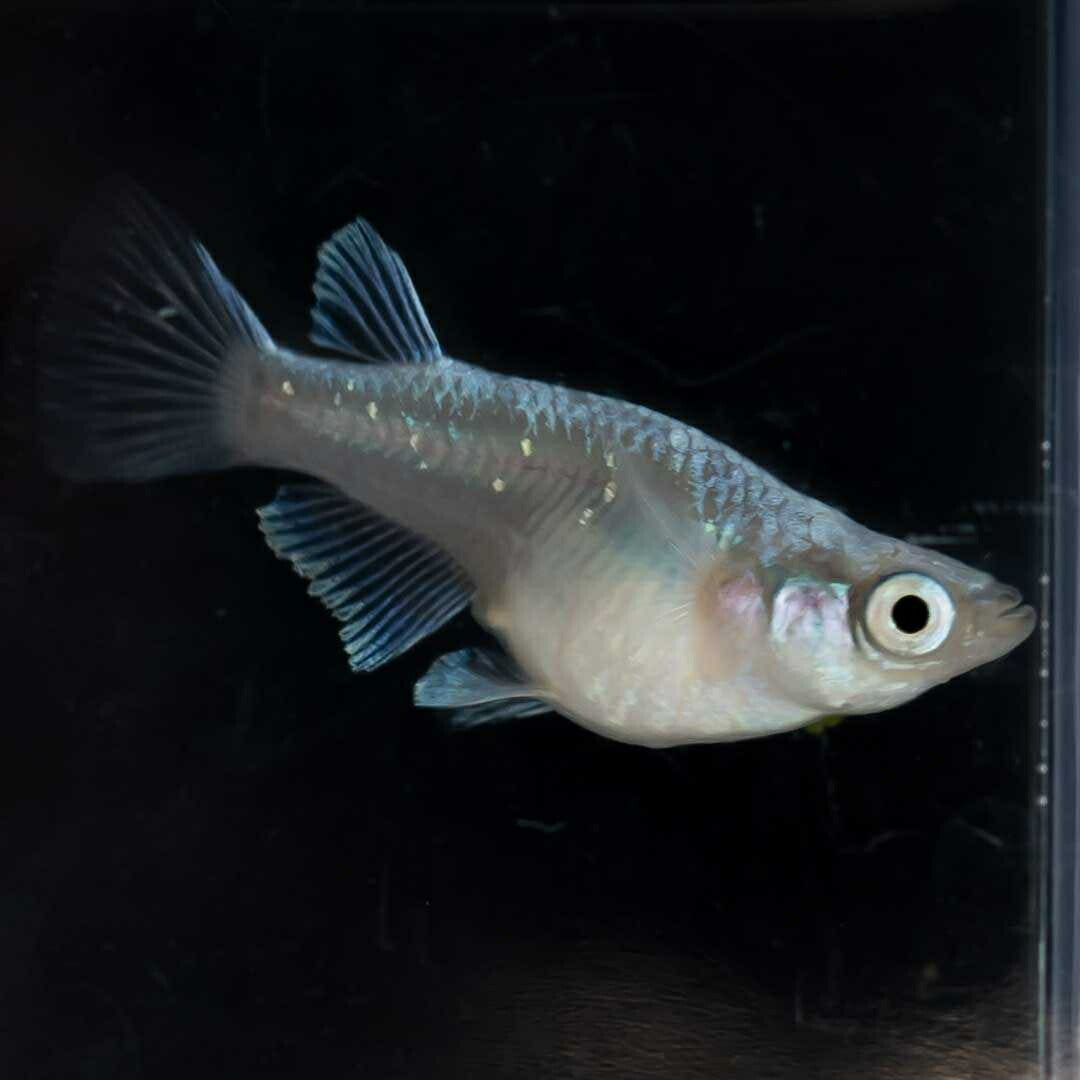 メダカ | 幹之ダルマメダカ成魚ペア - 種親クラスの美しい観賞用