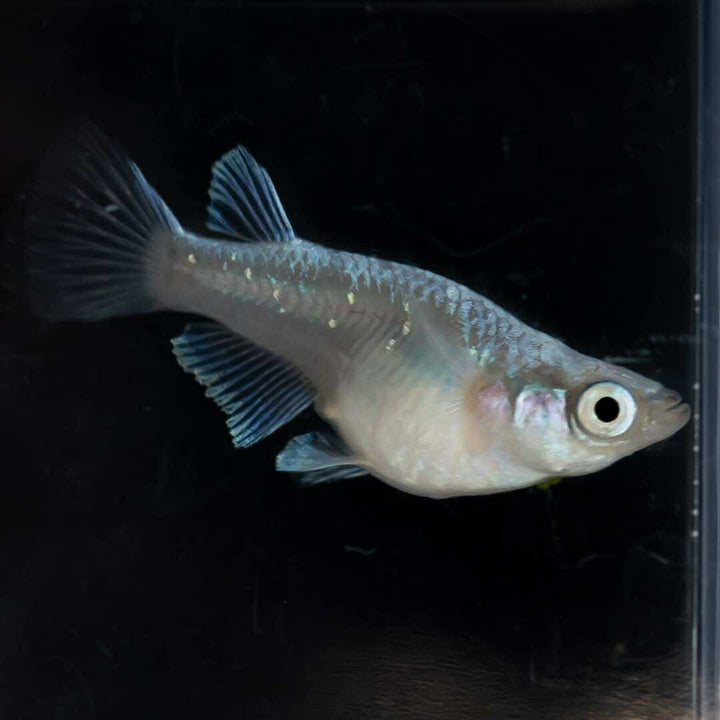 メダカ | 幹之ダルマメダカ成魚ペア - 種親クラスの美しい観賞用