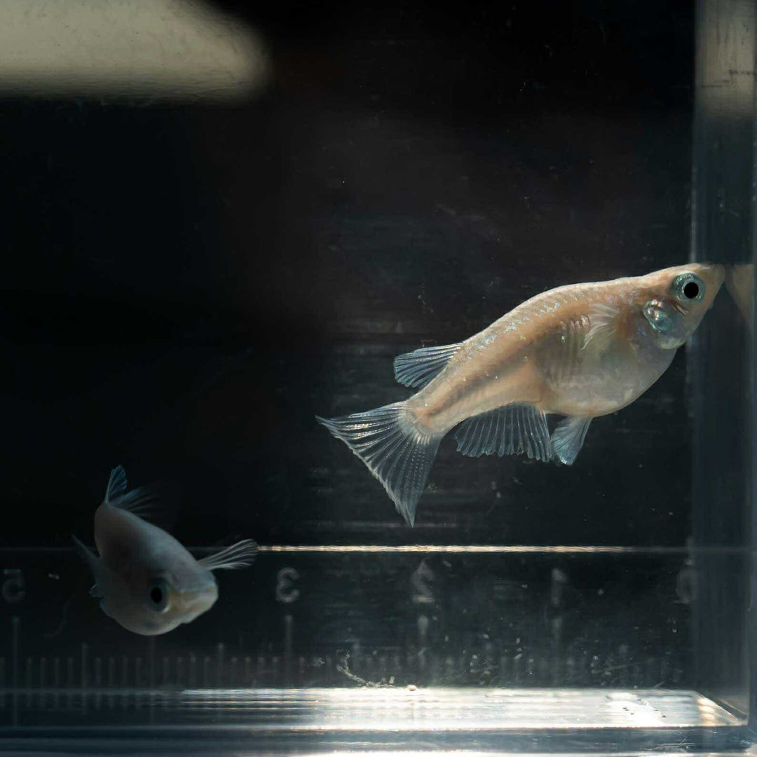 メダカ | 幹之ダルマメダカ成魚ペア - 種親クラスの美しい観賞用