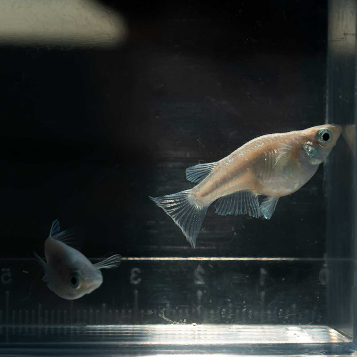 メダカ | 幹之ダルマメダカ成魚ペア - 種親クラスの美しい観賞用