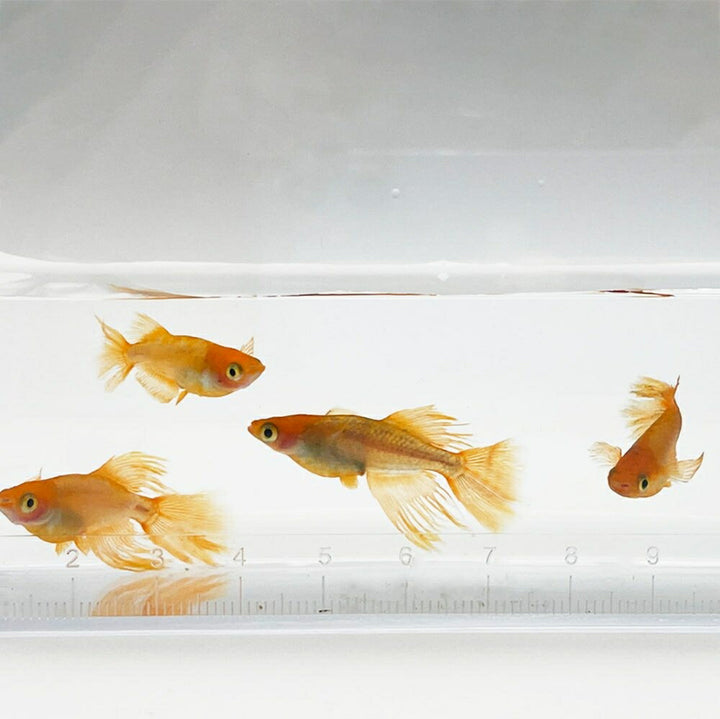 メダカ | 竜章鳳姿メダカ卵セット 10+5個 お手入れ簡単