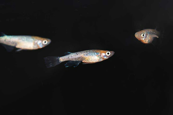 メダカ | 忘却の翼ラメメダカ 成魚ペアセット + 保証付き