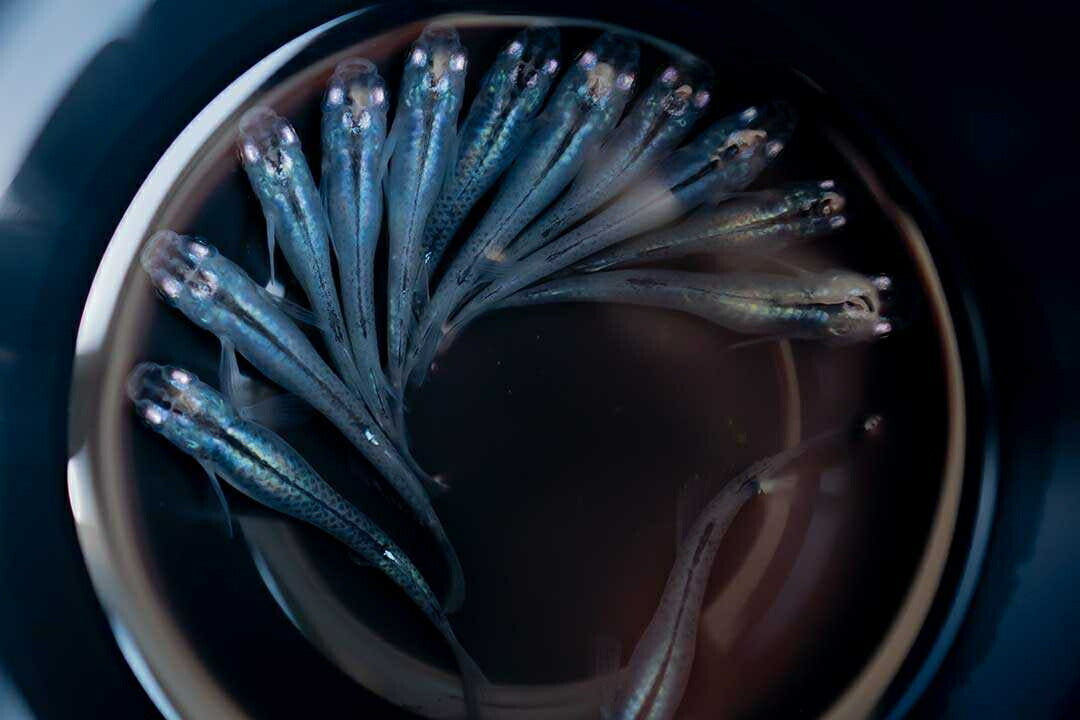 メダカ | マリンブルーメダカ 成魚ペアセット + 保証付き