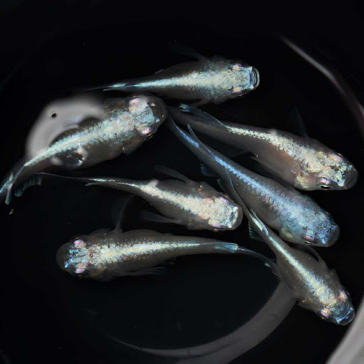 メダカ | 幹之ダルマメダカ成魚ペア - 種親クラスの美しい観賞用