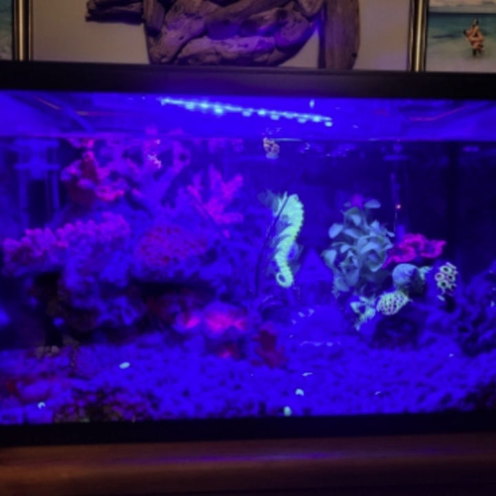 ペットグッズ | シリコン製タツノオトシゴ イルミネーションオブジェ 3カラー選択可