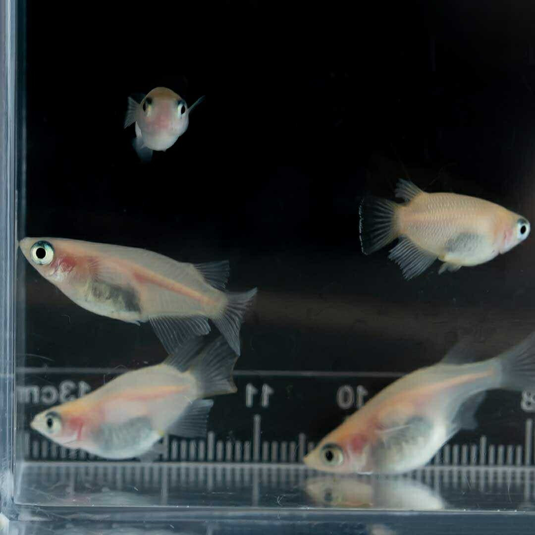 メダカ | メダカ 出目パンダ ダルマ 成魚ペア - アクアリウム用観賞魚