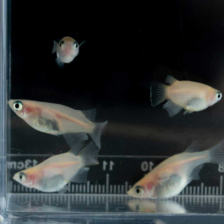 メダカ | メダカ 出目パンダ ダルマ 成魚ペア - アクアリウム用観賞魚