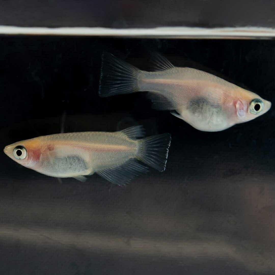 メダカ | メダカ 出目パンダ ダルマ 成魚ペア - アクアリウム用観賞魚