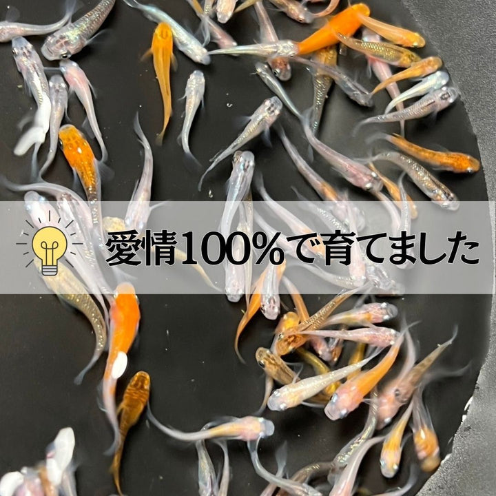 メダカ | メダカ ランダムMIX 100匹+20匹保証 アクアリウム用