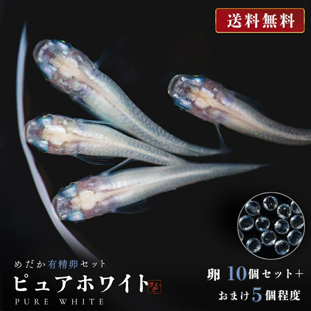 メダカ | ピュアホワイトメダカ卵セット 10+5個 安心飼育用