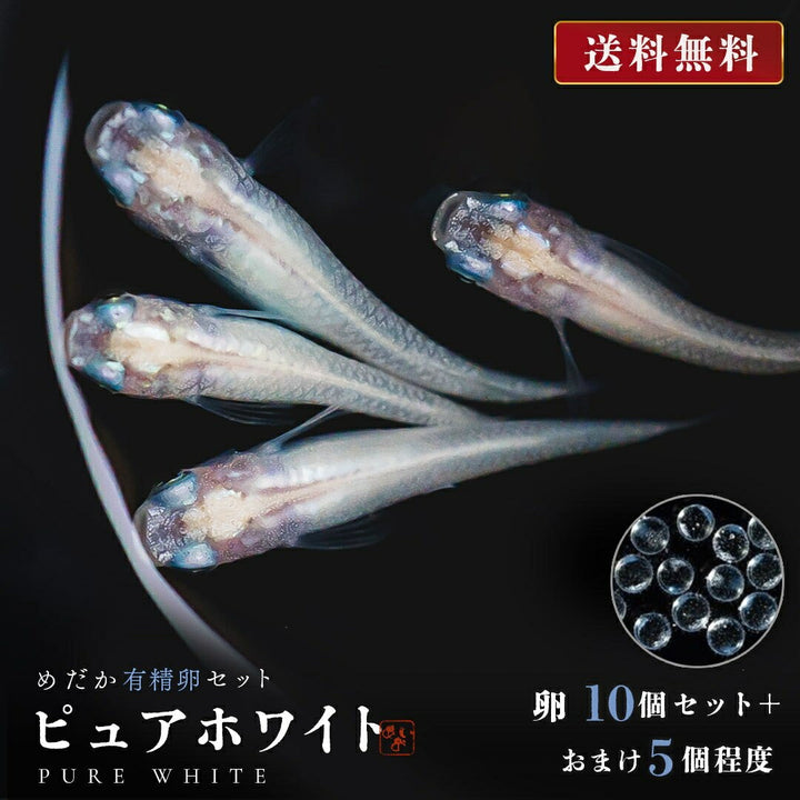 メダカ | ピュアホワイトメダカ卵セット 10+5個 安心飼育用