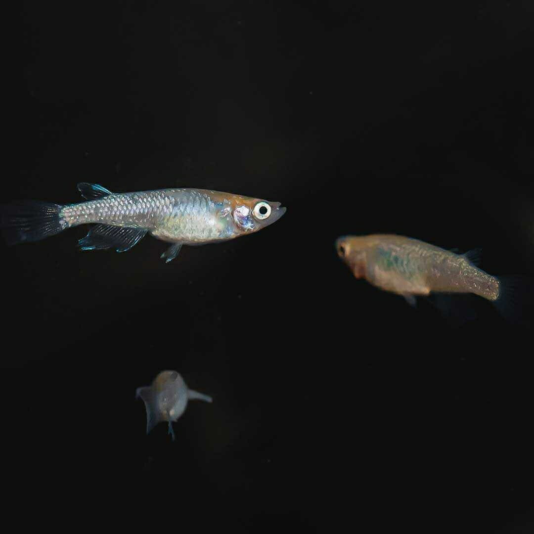 メダカ | 忘却の翼ラメメダカ成魚ペア - アクアリウム用厳選種
