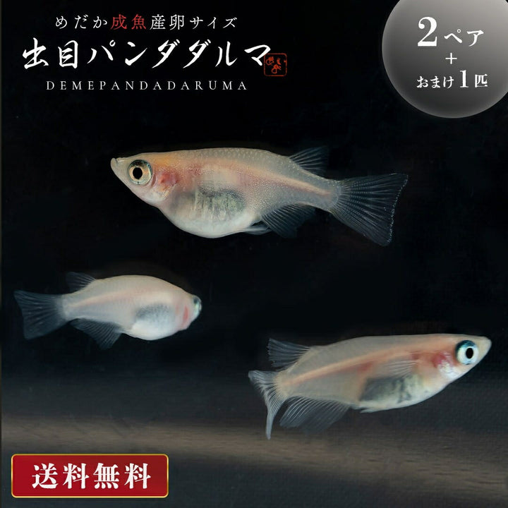 メダカ | メダカ 出目パンダ ダルマ 成魚ペア - アクアリウム用観賞魚