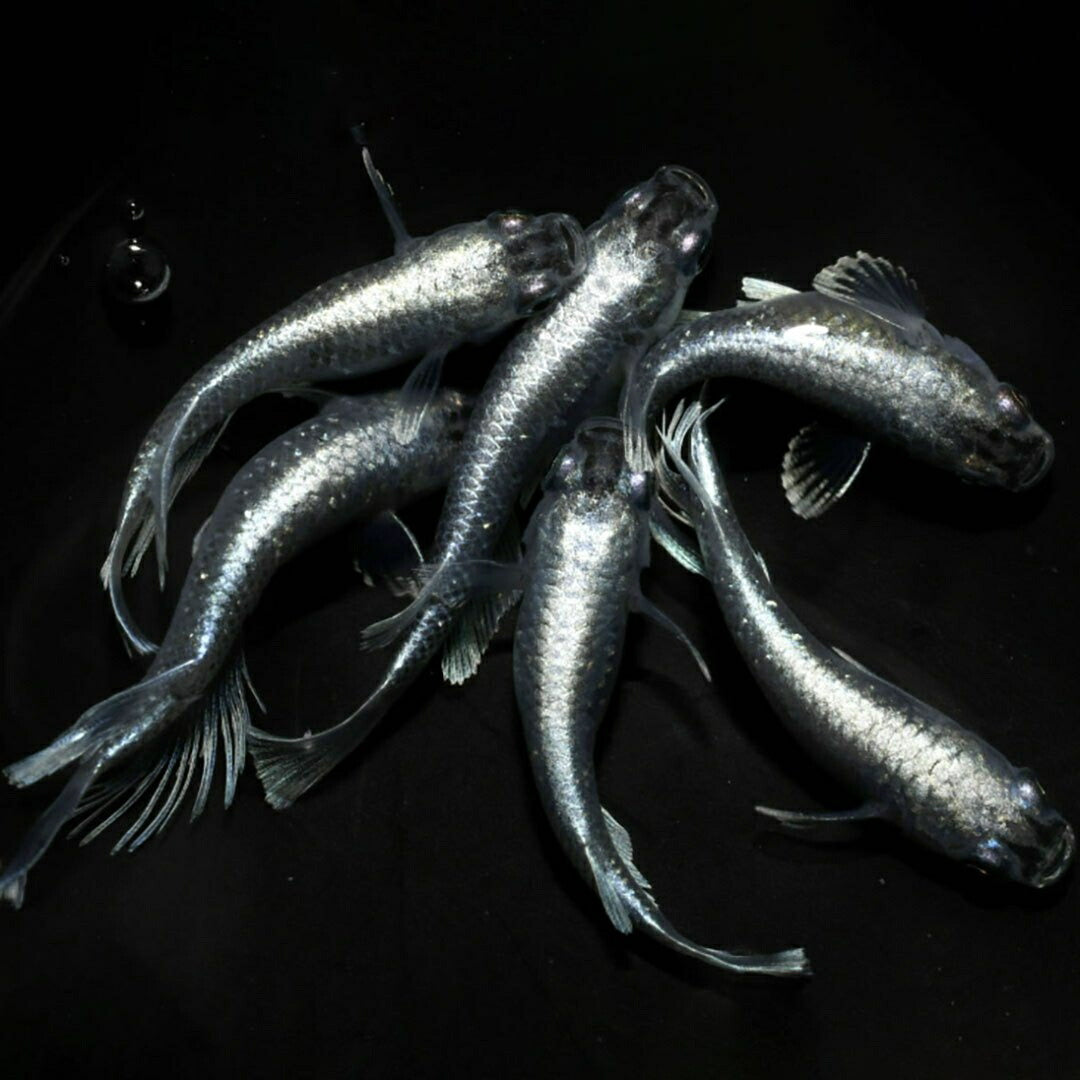 メダカ | マリアージュロングフィンメダカ 2ペア成魚セット【産卵サイズ・保証付き】