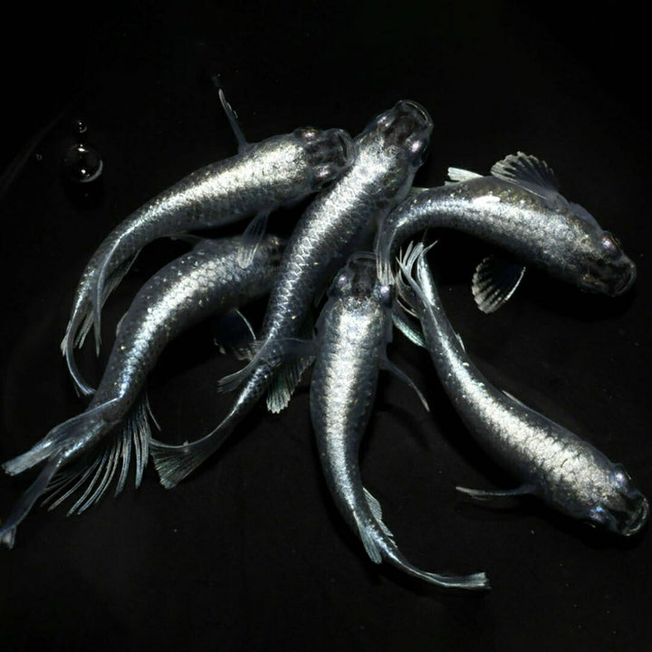 メダカ | マリアージュロングフィンメダカ 2ペア成魚セット【産卵サイズ・保証付き】