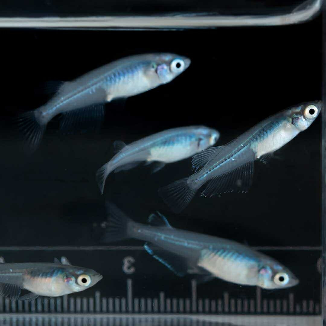 メダカ | マリンブルーメダカ 成魚ペア+保証付き | アクアリウム用観賞魚