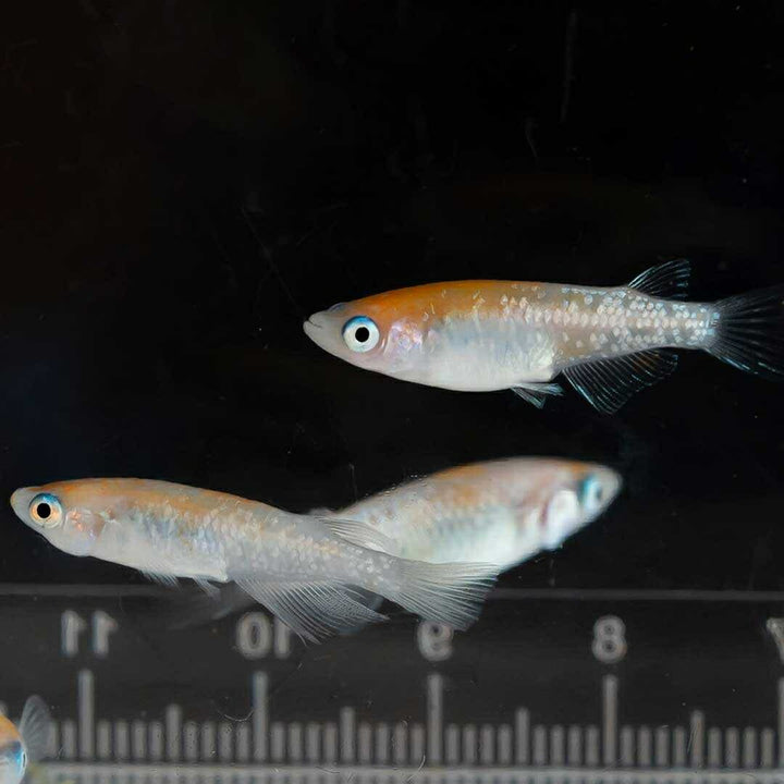 メダカ | 凛華紅白ラメメダカ 2ペア成魚セット +保証付き