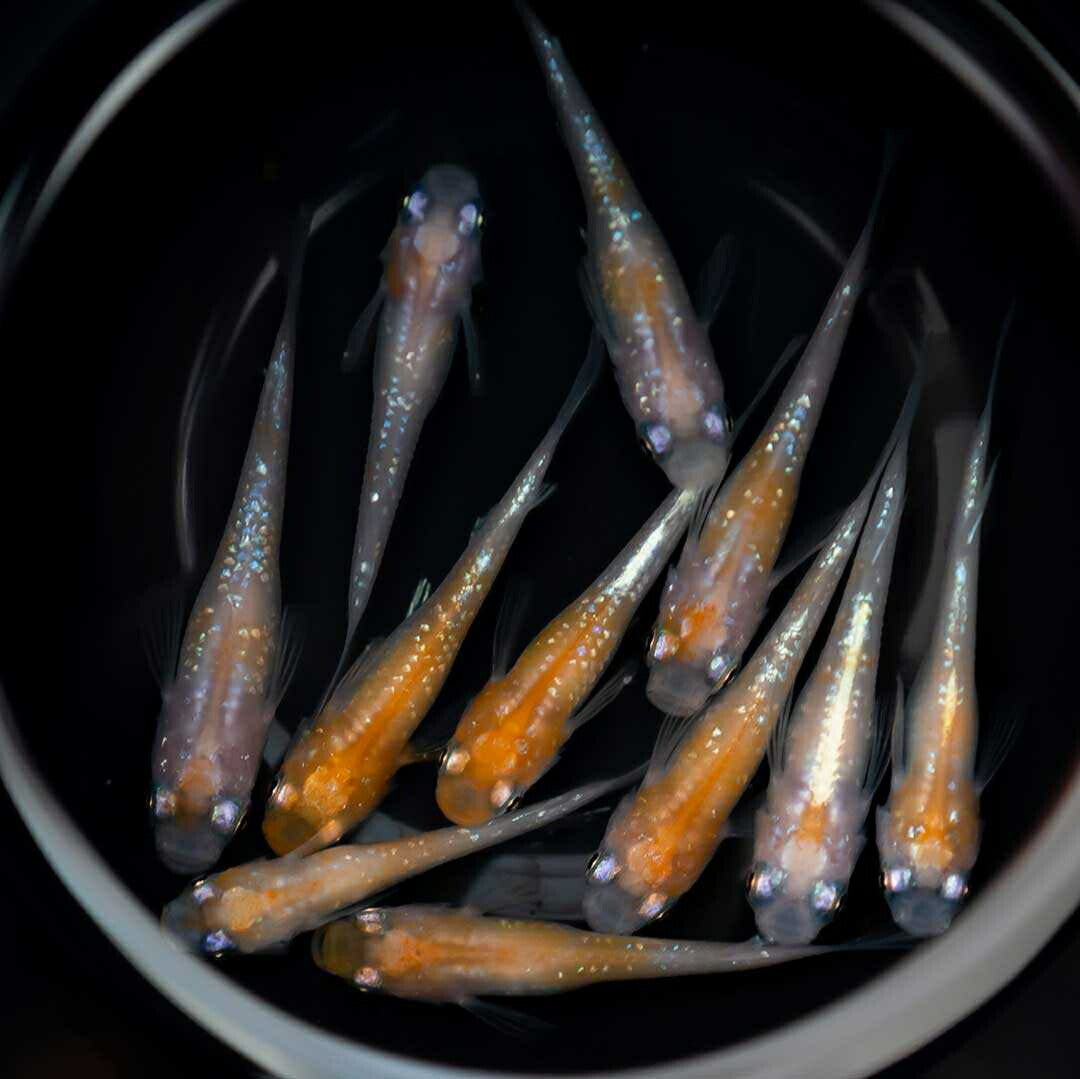 メダカ | 凛華紅白ラメメダカ 2ペア成魚セット +保証付き